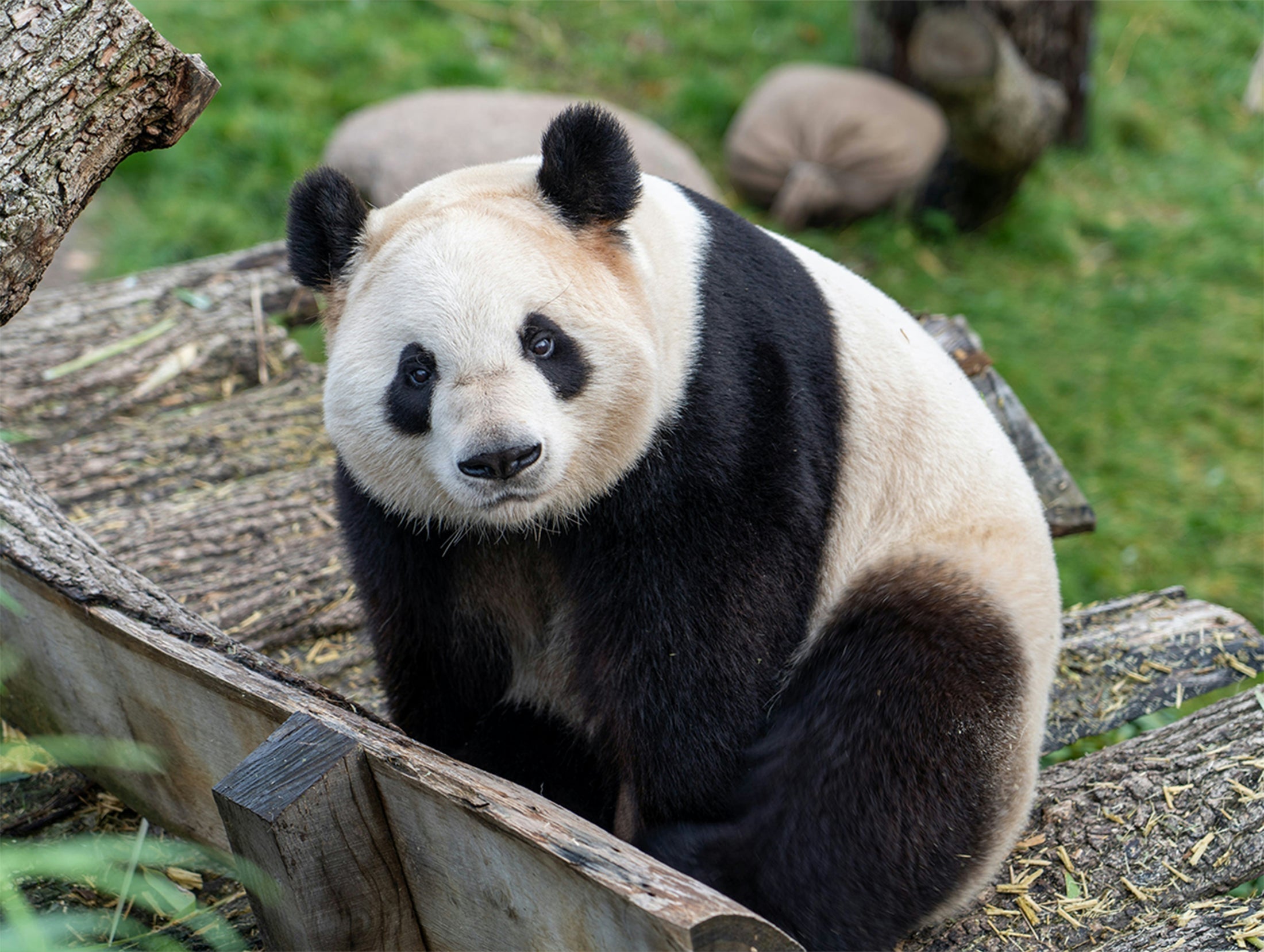 Giant panda, sitting on a wooden log in a zoo, with a grassy background